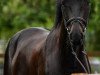 jumper Diadoro du Record (Swiss Warmblood, 2014, from Diarado)