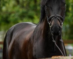 Springpferd Diadoro du Record (Schweizer Warmblut, 2014, von Diarado)