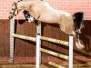 jumper Monty Python HJ (German Riding Pony, 2015, from Malibu Beach Boy)