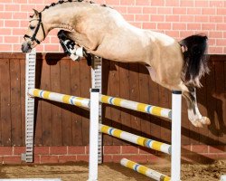 jumper Monty Python HJ (German Riding Pony, 2015, from Malibu Beach Boy)