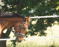 Springpferd Chesmu Charlie (Hannoveraner, 2015, von Chatender)