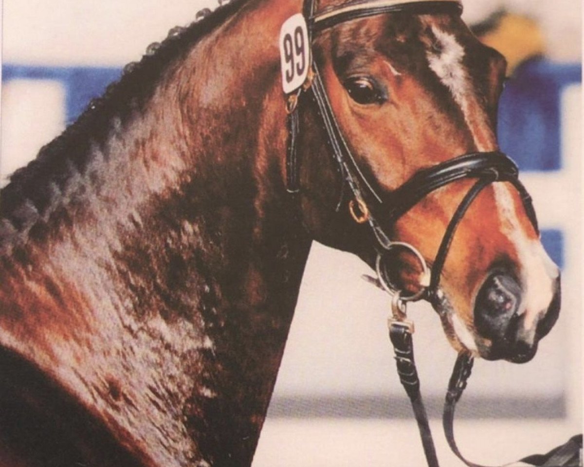 stallion Supreme Court (Württemberger, 2008, from Sir Oldenburg)