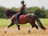 dressage horse Olvido N (Pura Raza Espanola (PRE), 2008, from Fenicio-N)