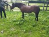 broodmare Ria (Welsh mountain pony (SEK.A), 1995, from Rian's Fleurop)