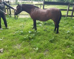 Zuchtstute Ria (Welsh Mountain Pony (Sek.A), 1995, von Rian's Fleurop)