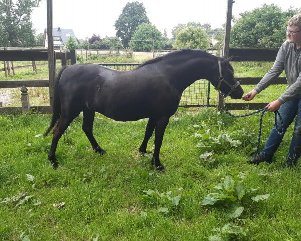 Zuchtstute Shakira (Welsh Mountain Pony (Sek.A), 2010, von Churchwood Troy)