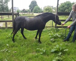 broodmare Shakira (Welsh mountain pony (SEK.A), 2010, from Churchwood Troy)