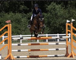 jumper Caribik 11 (Hanoverian, 2013, from Carrico)