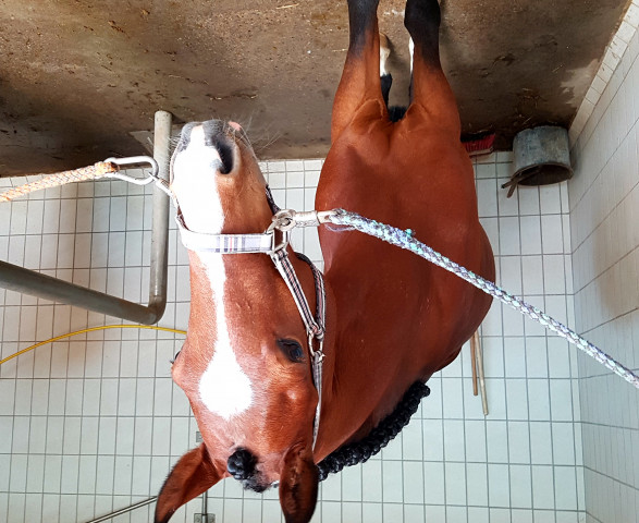 dressage horse Challenger B (German Riding Pony, 2013, from Top Christobell)