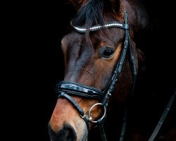 dressage horse Mac Gyver 9 (Oldenburg, 2013, from E.H. Millennium)