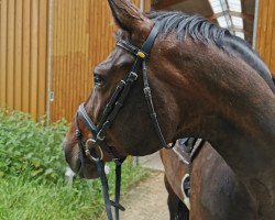 jumper Davinia Mh (Hanoverian, 2010, from Depardieu 11)