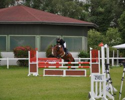 jumper Abby 73 (German Warmblood, 2012)