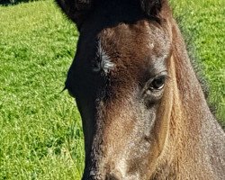 dressage horse Hengst von Finest / Lenardo (Westphalian, 2020, from Finest)