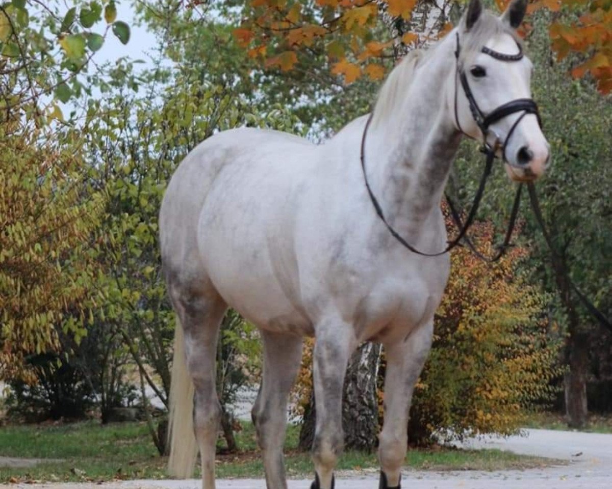 jumper Storgaards Columbine (Danish Warmblood, 2009, from Colman)