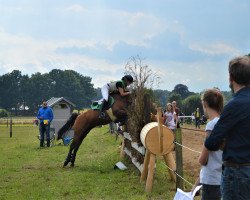 Zuchtstute Jonella (Deutsches Reitpony, 2009, von GB's Hasardeur)