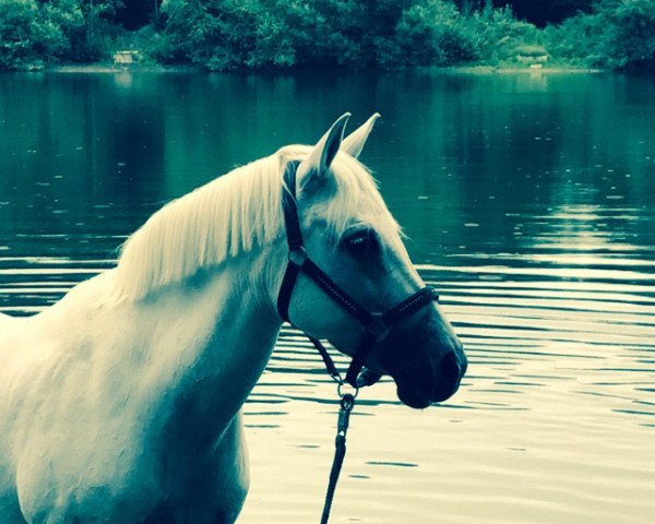 dressage horse Bella 790 (German Riding Pony, 1997)