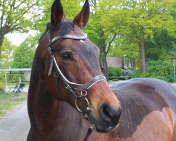 broodmare Florentina (Westphalian, 2004, from Fürst Piccolo)