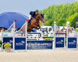 jumper Taurus Z (Zangersheide riding horse, 2009, from Tauber van het Kapelhof)