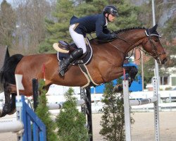 jumper Linaro (Swiss Warmblood, 2009, from Lordanos)