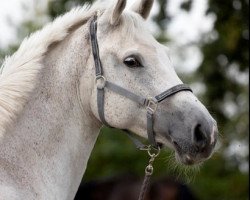 broodmare Zarina IV (Holsteiner, 2007, from Calido I)