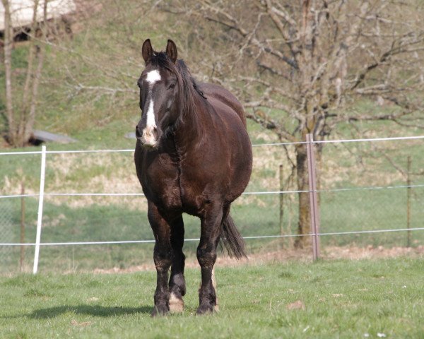 dressage horse Bronco (Alt-Oldenburger / Ostfriesen, 2011, from Gregor)