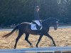 dressage horse Dalino 15 (German Sport Horse, 2016, from DeLorean)