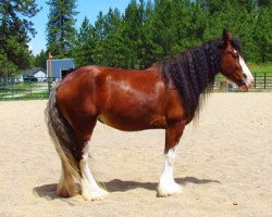 Pferd River Oaks Work of Art (Clydesdale, 2007, von Dakota Abraham)