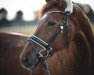 dressage horse Waterlou 5 (KWPN (Royal Dutch Sporthorse), 2009, from Westpoint)