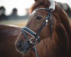 dressage horse Waterlou 5 (KWPN (Royal Dutch Sporthorse), 2009, from Westpoint)