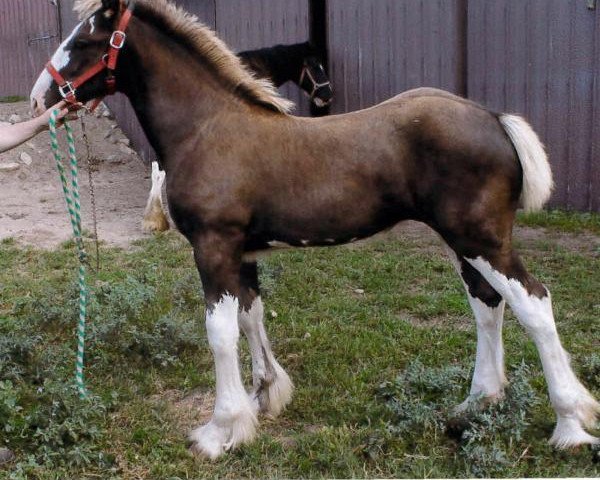 Pferd Ridgeview's Sunny Hill (Clydesdale, 2014, von Mountain Meadows Sir James)