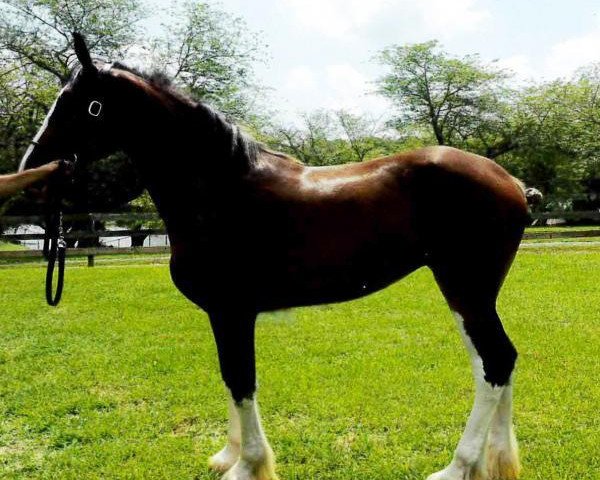 horse Char-lene Latesha (Clydesdale, 2015, from Ridgeview's Royal Commander)