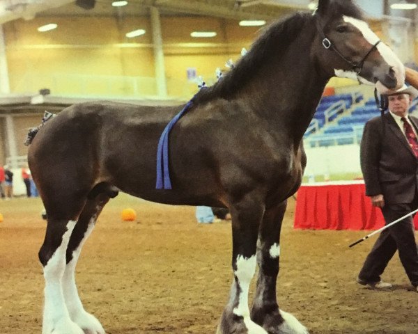 Deckhengst Ridgeview's Royal Commander (Clydesdale, 2012, von Ozark's Royal Cornerstone)