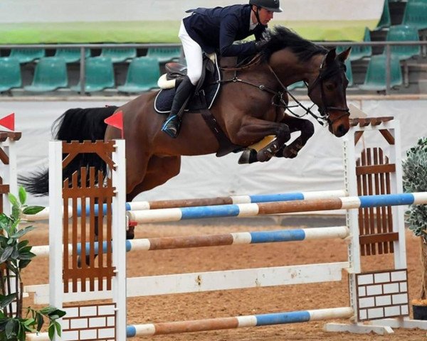 jumper Candyman 143 (German Sport Horse, 2012, from Cellestial)