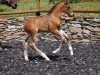 jumper Cadoc HS (Oldenburg show jumper, 2018, from Conthargos)