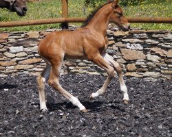 Springpferd Cadoc HS (Oldenburger Springpferd, 2018, von Conthargos)