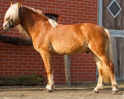 stallion Aperol (Haflinger, 2011, from Atlantic)