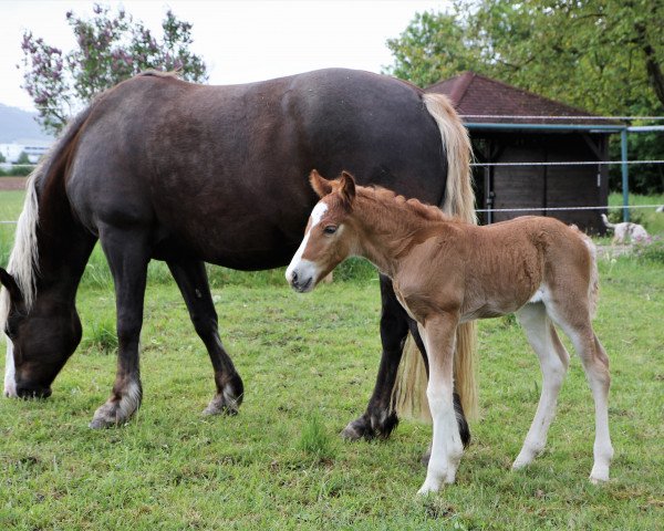 broodmare Feine Walküre (Black Forest Horse, 2020, from Wilano)