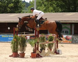 jumper Dolany (Oldenburg, 2011, from Dollar du Murier)