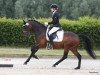 dressage horse Dante B (Westphalian, 2015, from D-Day AT)