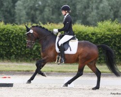 dressage horse Dante B (Westphalian, 2015, from D-Day AT)