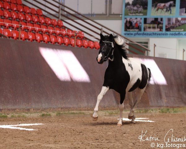 broodmare Viona (Lewitzer, 2016, from Furioso Gold)