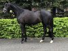 dressage horse Käthe 23 (Oldenburg, 2016, from E.H. Millennium)