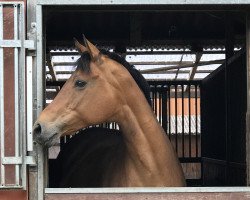 broodmare Wentana de la Vida (Hanoverian, 2004, from Wogenbrecher)