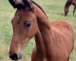 Springpferd Bandolero (Oldenburger Springpferd, 2020, von Baggio)