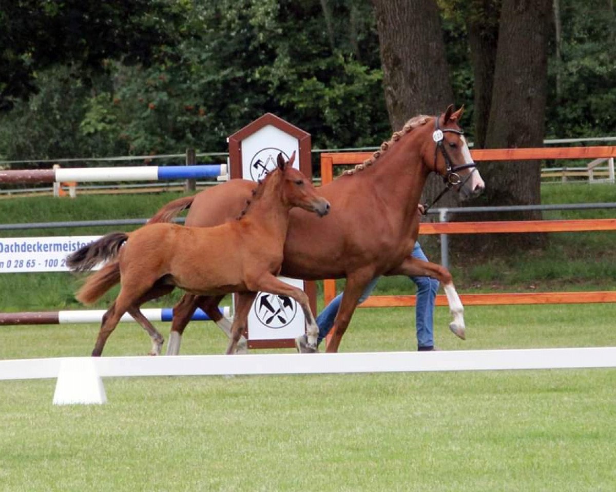 Zuchtstute Viva Goldmarie T (Deutsches Reitpony, 2016, von Valerius)