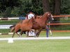 broodmare Viva Goldmarie T (German Riding Pony, 2016, from Valerius)