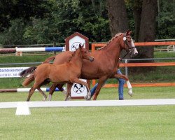 Zuchtstute Viva Goldmarie T (Deutsches Reitpony, 2016, von Valerius)