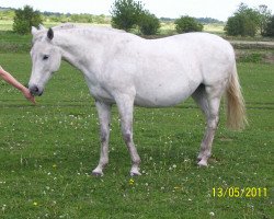 Zuchtstute Torina H (Holsteiner, 2003, von Cardino)