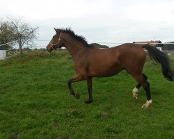 Pferd Zuckerpuppe 6 (Holsteiner, 2007, von Acolord)