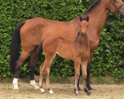 broodmare Nala SK (Holsteiner, 2020, from Crack)